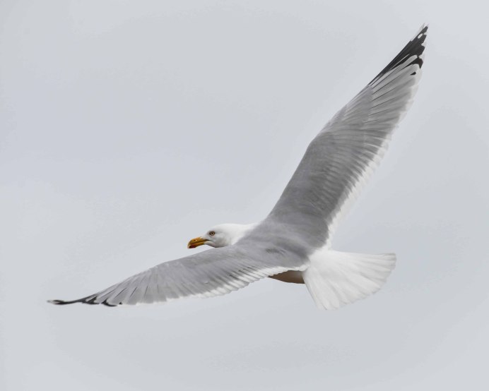 Кондор Анды в полёте