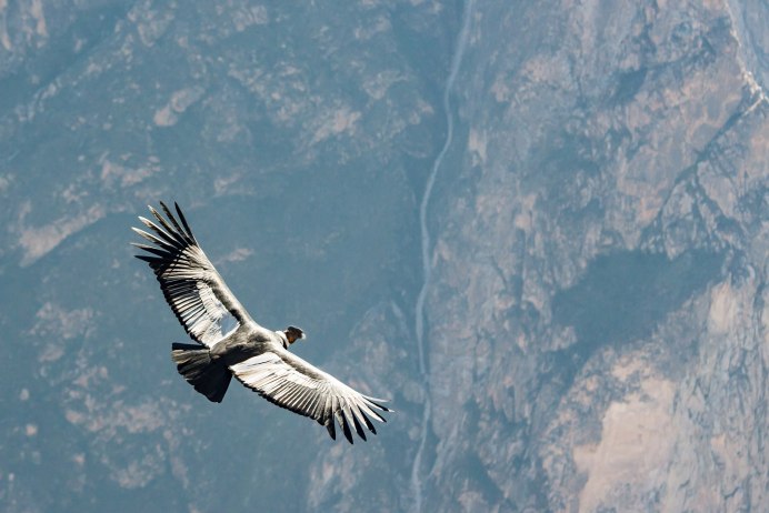 Птица летит сбоку