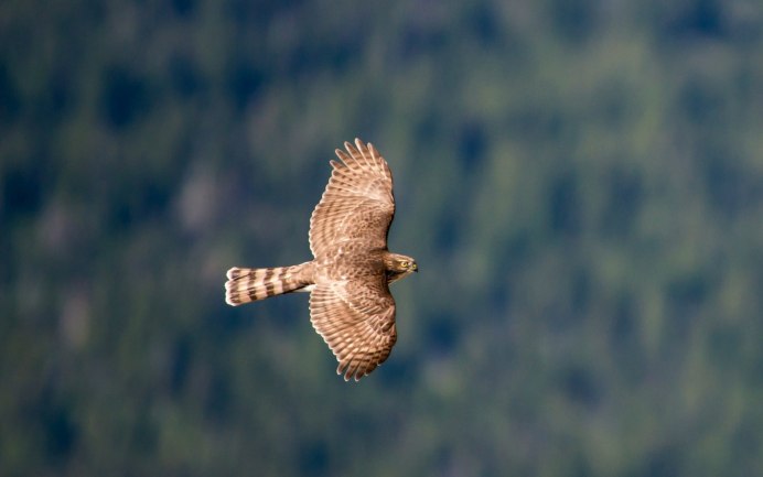 Птица летит вправо