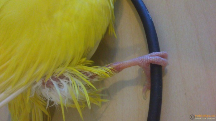 Волнистый попугай редкий окрас