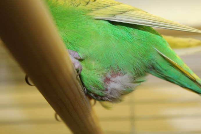 Маховые волнистых попугаев