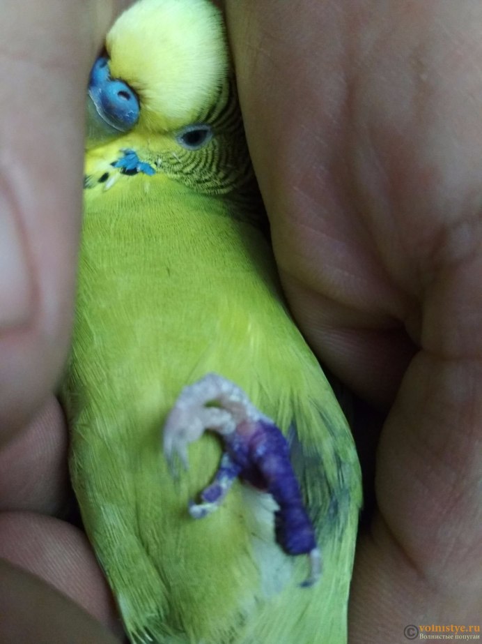 У попугая над хвостом шишка волнистого