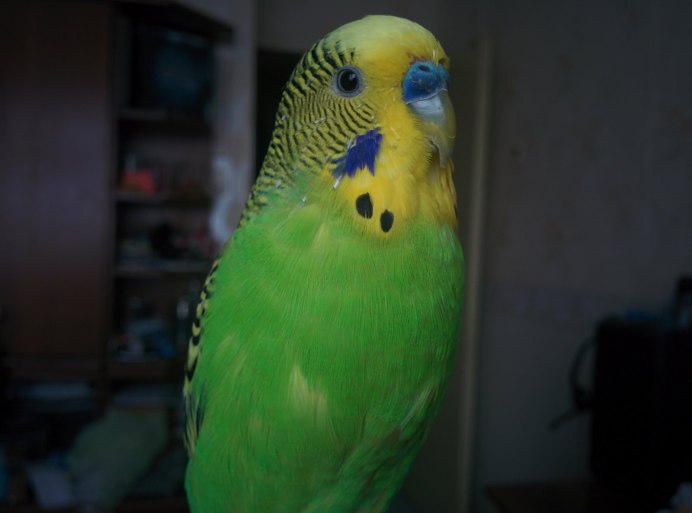 Одиннадцать попугаев