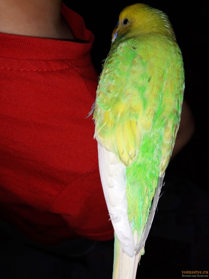 Попугай волнистый голубой
