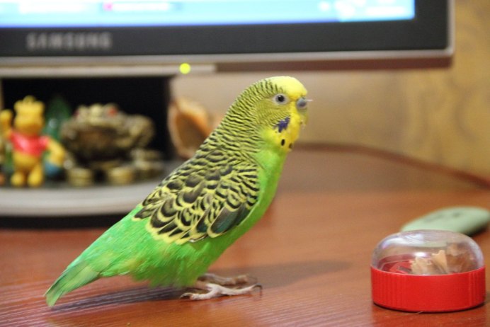 Хвост волнистого попугайчика