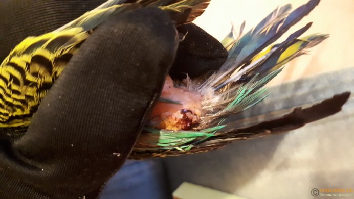 Волнистый попугай страшный