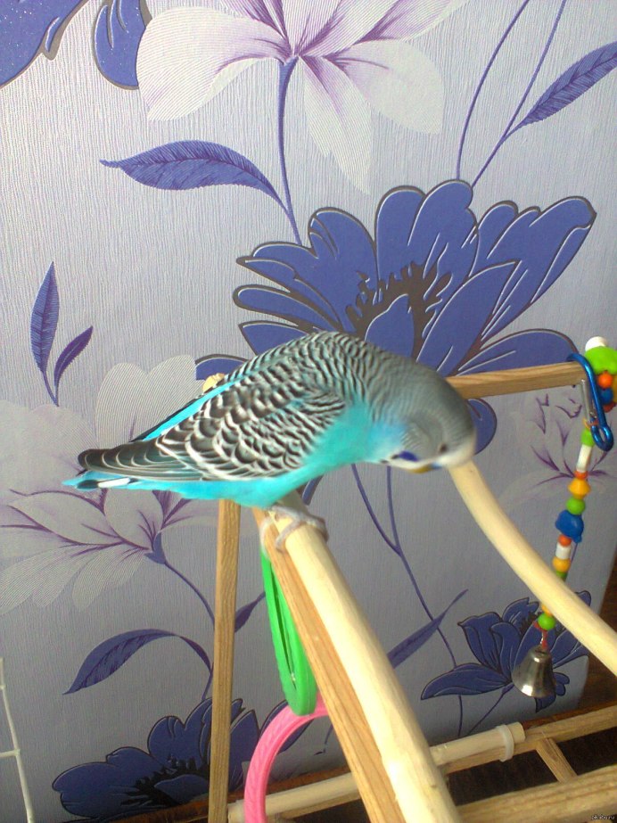 Маховые перья у волнистого попугая