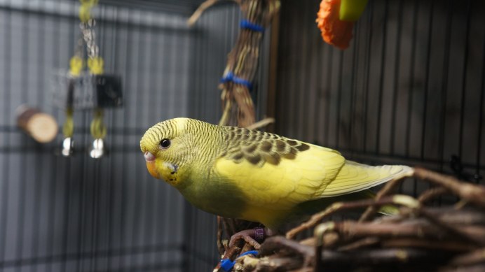 Французская линька у попугаев