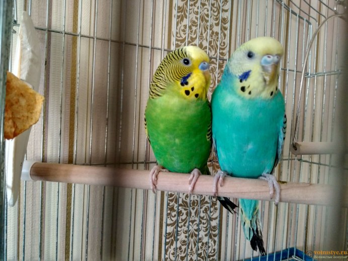 Попугай щелкает клювом