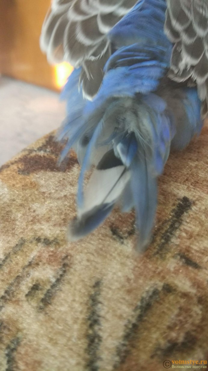 Возраст попугая волнистого по хвосту