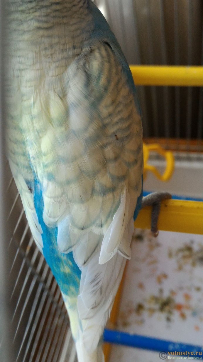 Хвост волнистого попугая