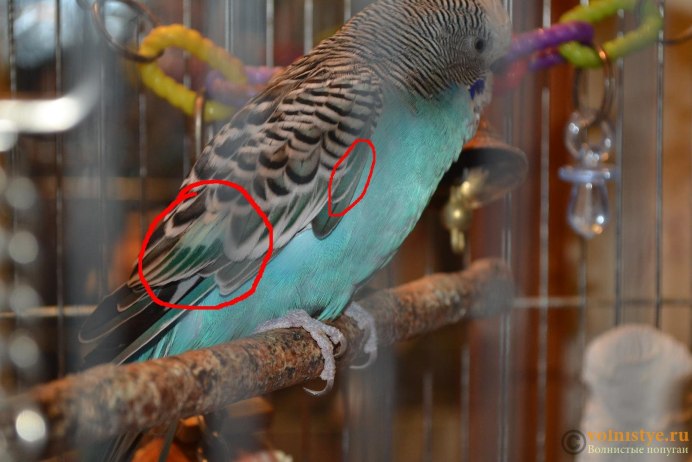 Хвост волнистого попугая
