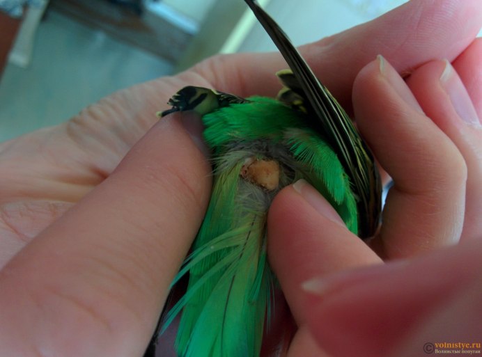 Волнистый попугай без хвоста
