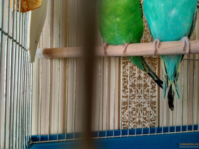 Салатовый волнистый попугайчик