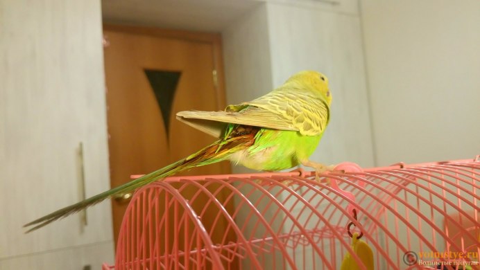Выставочный волнистый попугайчик