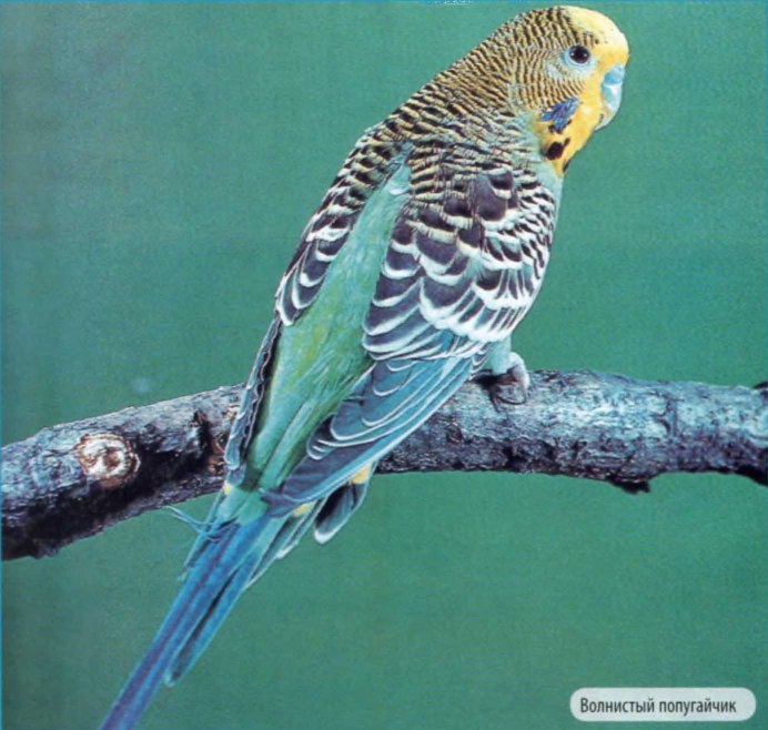 Перо волнистого попугая