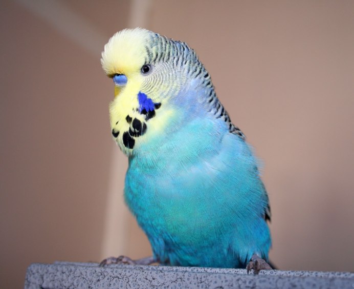 У попугаев есть уши