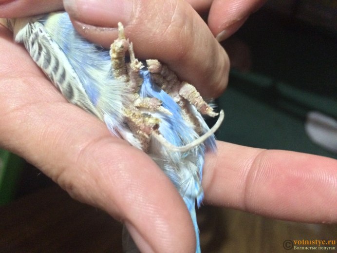 Попугай волнистый головастик