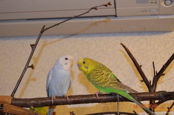 Хвост волнистого попугая