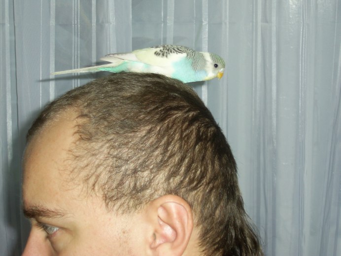 Грязные перья у попугая