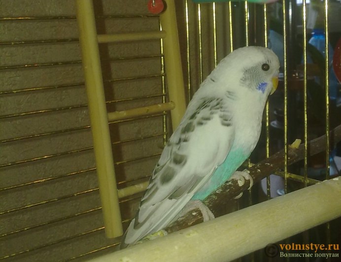 Операции у волнистых попугаев