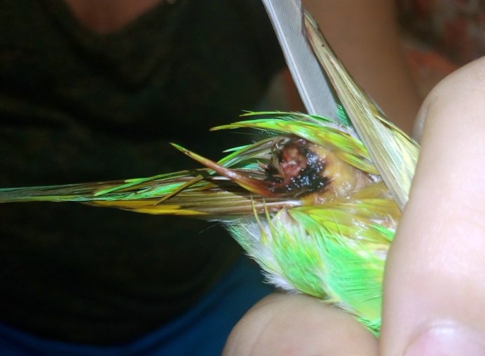 Волнистый попугай с длинным хвостом