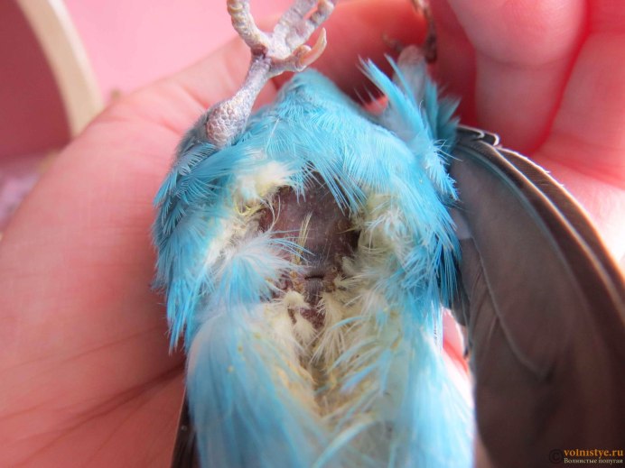 Золотистобрюхий травяной попугайчик