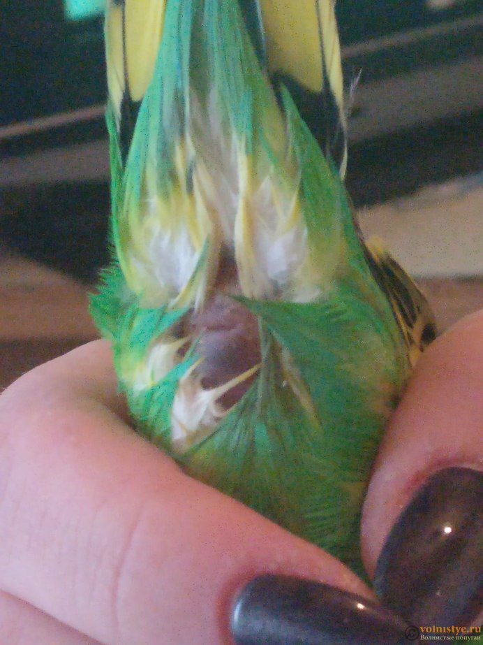 Попугай спит на одной лапе