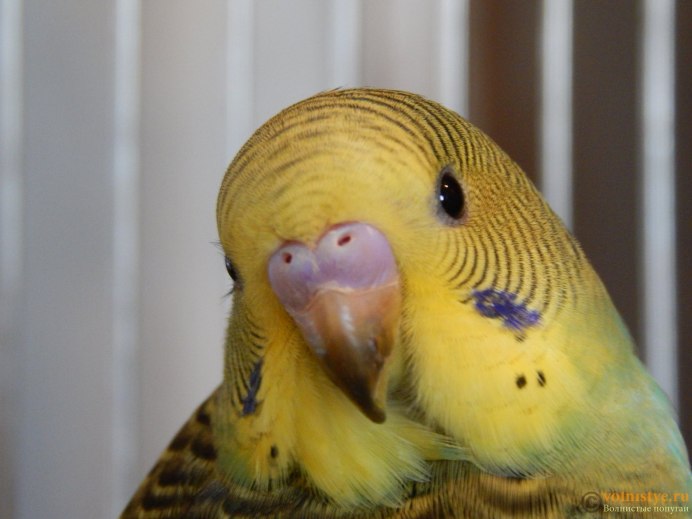 Пол волнистого попугайчика по хвосту