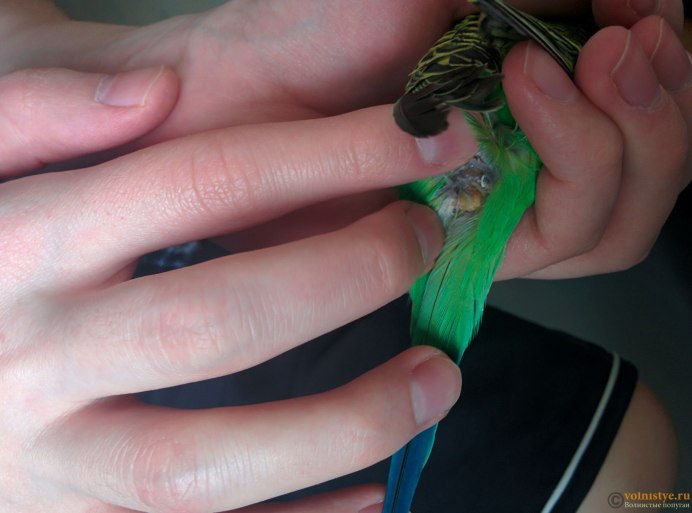 Оперение волнистых попугаев