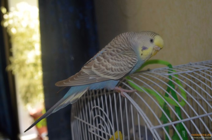 Обои на рабочий стол попугаи волнистые