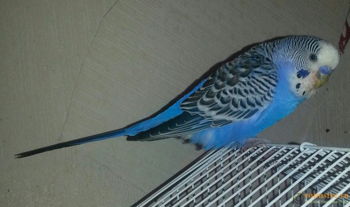 Хвост волнистого попугая