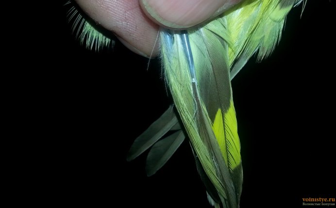 Хвост зелёного попугая