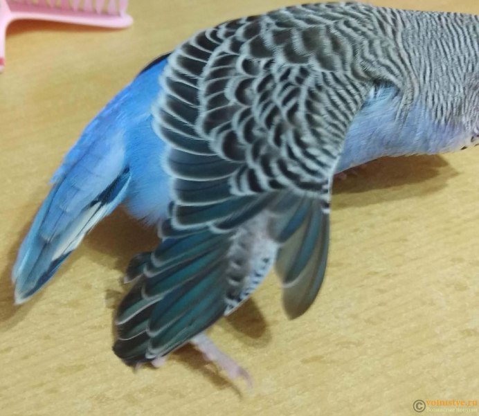 Хвостовые перья у волнистого попугая