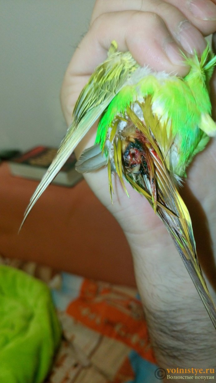 Новорожденные попугайчики волнистые