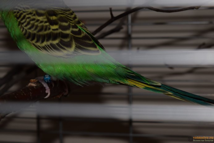 Над хвостом у волнистого попугая нарост