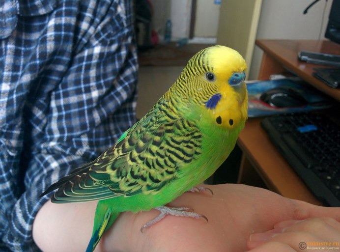 Волнистый попугайчик сзади