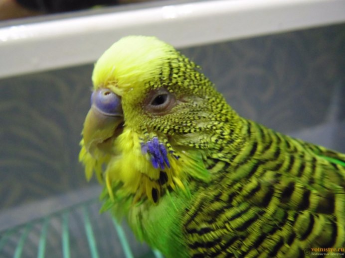 Хвост волнистого попугая