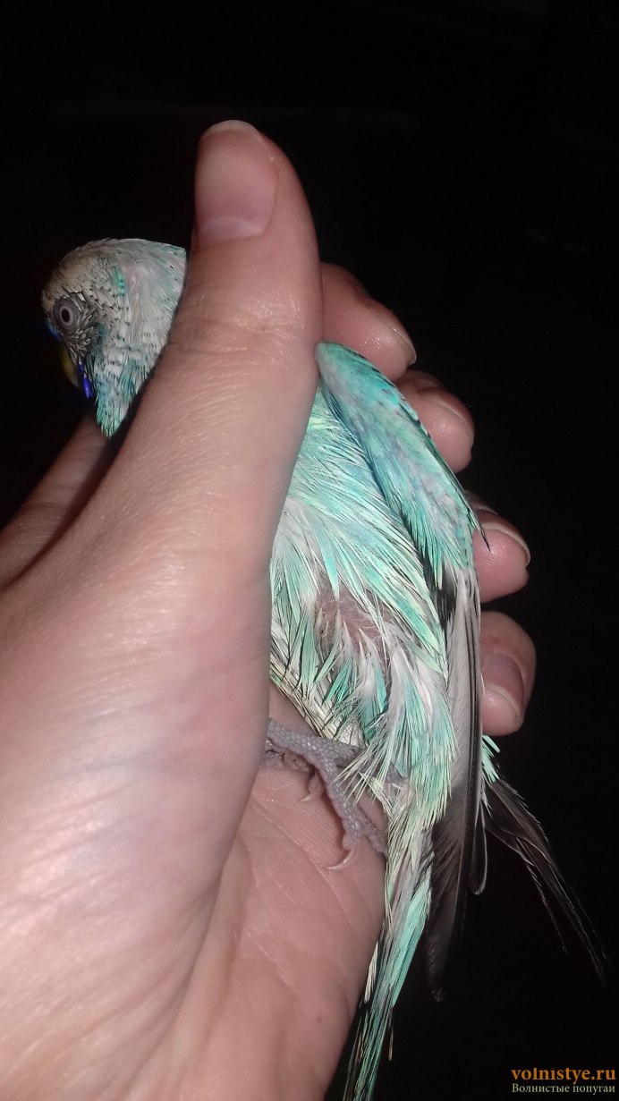 Баджи попугай фото