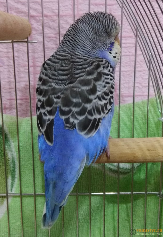 Мир глазами попугая