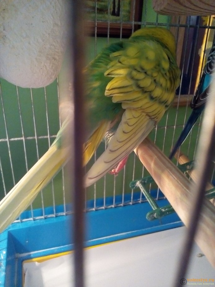 Ноги волнистого попугая