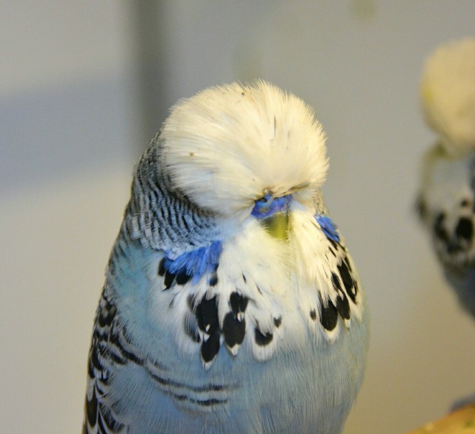 Хвост попугая