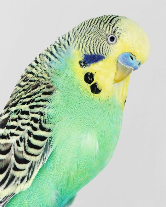 У волнистого попугая выпадают перья