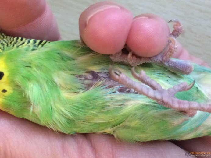 Волнистый попугай