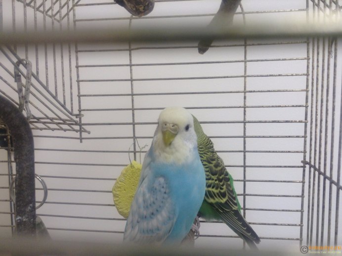 Виды волнистых