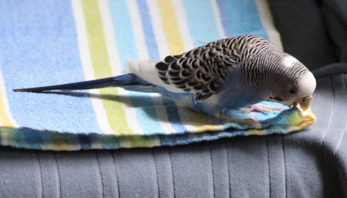 Волнистый попугай лаймового цвета