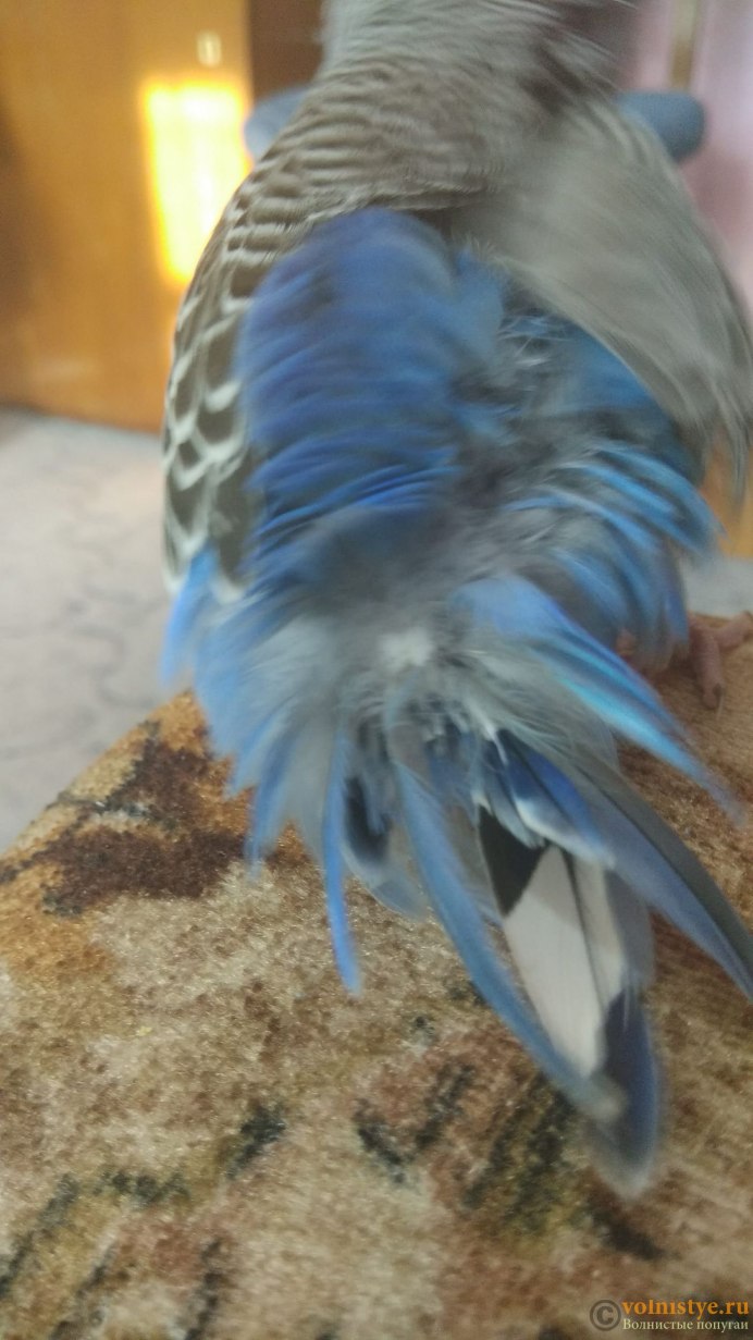 Голубой попугай антистресс