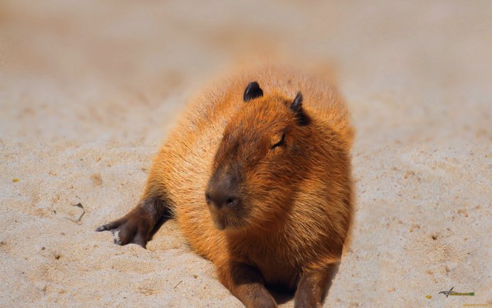 Sciurus vulgaris