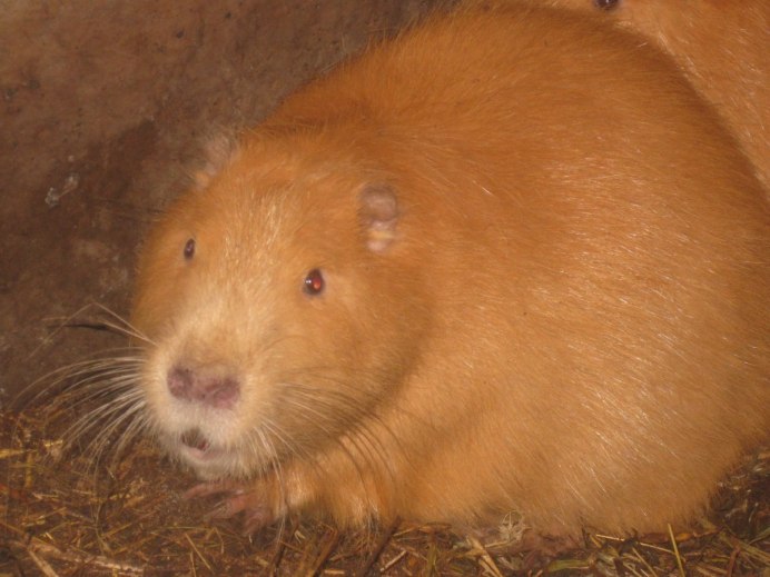 Рыжая мышь