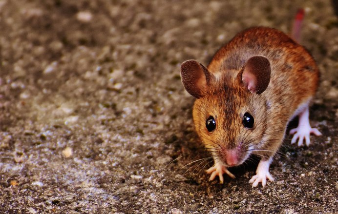 Clethrionomys rutilus